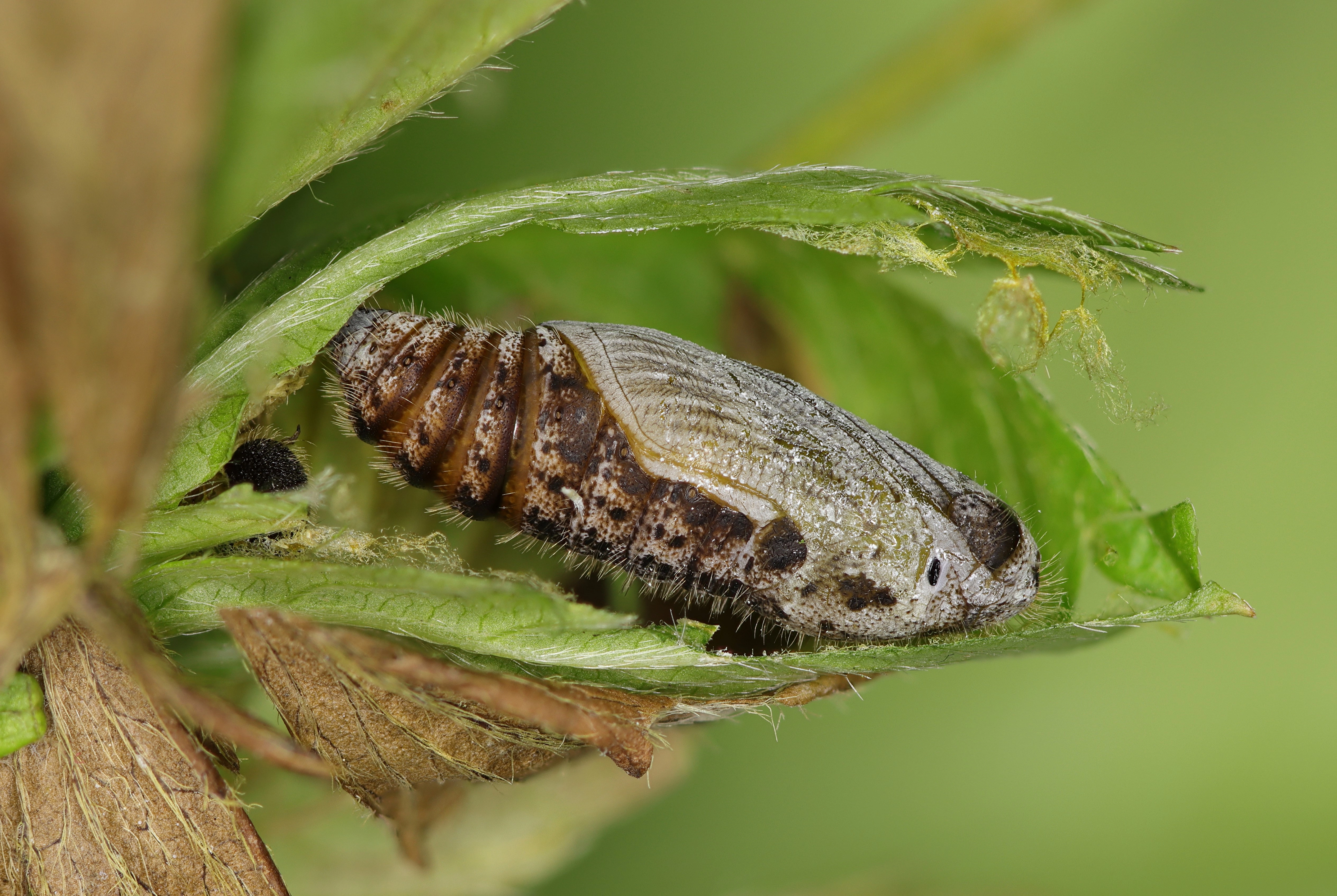 2021 08 01 Pyrgus malvae 21 28.jpg